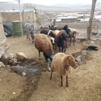 فروشی|حیوانات مزرعه|کنگاور, |دیوار