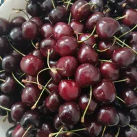 گیلاس تک دانه