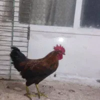 خروس جوان