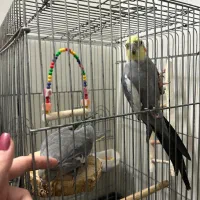 عروس هلندی|پرنده|کهریزک, |دیوار