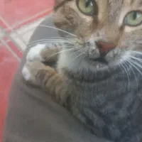 گربه نر اهلی