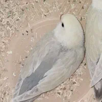 گمشده