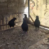 کفتر سیاه دم سفید|پرنده|برخوار, |دیوار