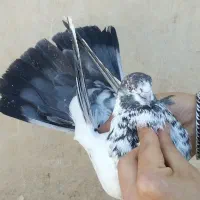 کفتر گرفتنی بلندی ((نواب))