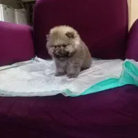 پامرین، شی هوا هوا، فرنچ بولداگ