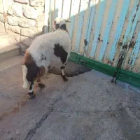 میش پلنگی پوست گاوی|حیوانات مزرعه|فیروزآباد (لرستان), |دیوار