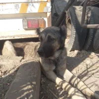 توله سرابی ذات قدیم درشت