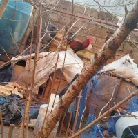 خروس|حیوانات مزرعه|کیاشهر, |دیوار