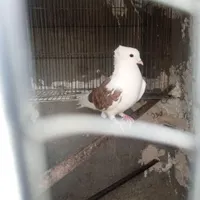 کفتر