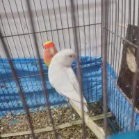 طوطی برزیلی|پرنده|بندر ماهشهر, |دیوار