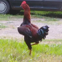خروس لاری جوان