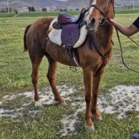 اسب ماده  بهمراه زین اسب