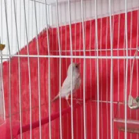 قناری|پرنده|مشهد, خلق آباد سفلی|دیوار