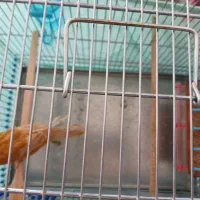 قنارئ|پرنده|سمیرم, |دیوار