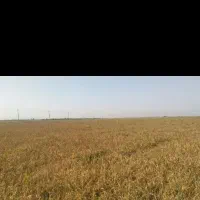 شلتوک (چلتوک) برنج عنبر بو