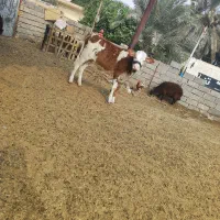 گاو خانگی|حیوانات مزرعه|بندر ماهشهر, |دیوار