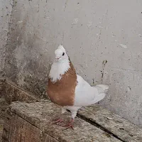 کبوتر طوق پرتغالی نر