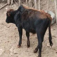 گاو گوساله  فروشی