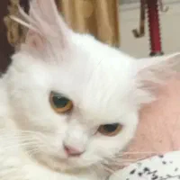 گربه پرشین ماده ۱۰ ماهه