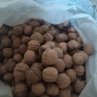 گردو دالاهو