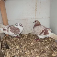 کبوتر|پرنده|لاهیجان, بازکیاگوراب|دیوار