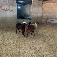 بره ماده پرواری|حیوانات مزرعه|شهریار, کردزار|دیوار