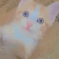 بچه گربه
