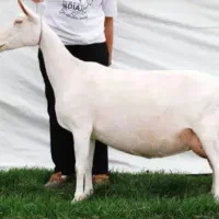 بز سانن ماده و لاپاین