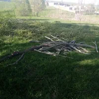 خرید و فروش انواع چوب ودرخت به|خدمات باغبانی و درختکاری|اردبیل, |دیوار