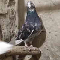 سلام کبوترسرور|پرنده|نهاوند, |دیوار