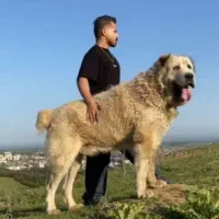 آلابای روسی شیش دانگ|سگ|تهران, آشتیانی|دیوار