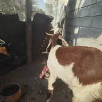 فروشی|حیوانات مزرعه|میناب, |دیوار