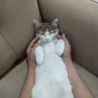 گمشده گربه ی دی اس اچ