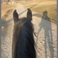 اصطبل جهت پانسیون اسب