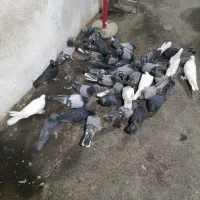 کبوتر گلی|پرنده|شهرکرد, |دیوار