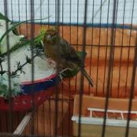 قناری نر و ماده