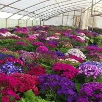 فروش نهال‌ و گل و نشاء تضمینی+ خدمات تخصصی باغبانی