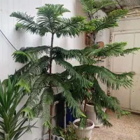 گل و گلدان|گل و گیاه طبیعی|آمل, |دیوار