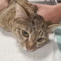 عقیم سازی سگ و گربه - دامپزشکی|خدمات پیشه و مهارت|شهرکرد, |دیوار