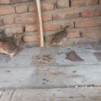 فروش ۴ عدد بلدرچین نر