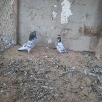 کبوتر طوقی تیدی|پرنده|اهرم, |دیوار