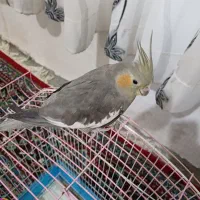 عروس هلندی|پرنده|مریوان, |دیوار