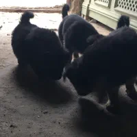 توله سگ ژرمن وررک|سگ|اردبیل, |دیوار