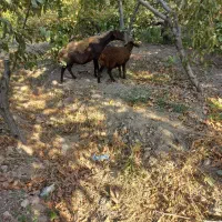 میش بره دار
