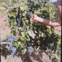 باغ انگور
