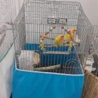 عروس هلندی و کوتوله|پرنده|قم, سید معصوم|دیوار