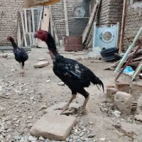 خروس لاری