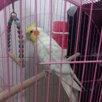 فروش عروس هلندی|پرنده|گنبد کاووس, |دیوار