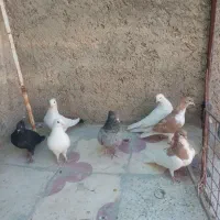چند عدد کفتر فروشی|پرنده|شیراز, دست خضر|دیوار