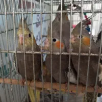 عروس هلندی|پرنده|تهران, حکیمیه|دیوار